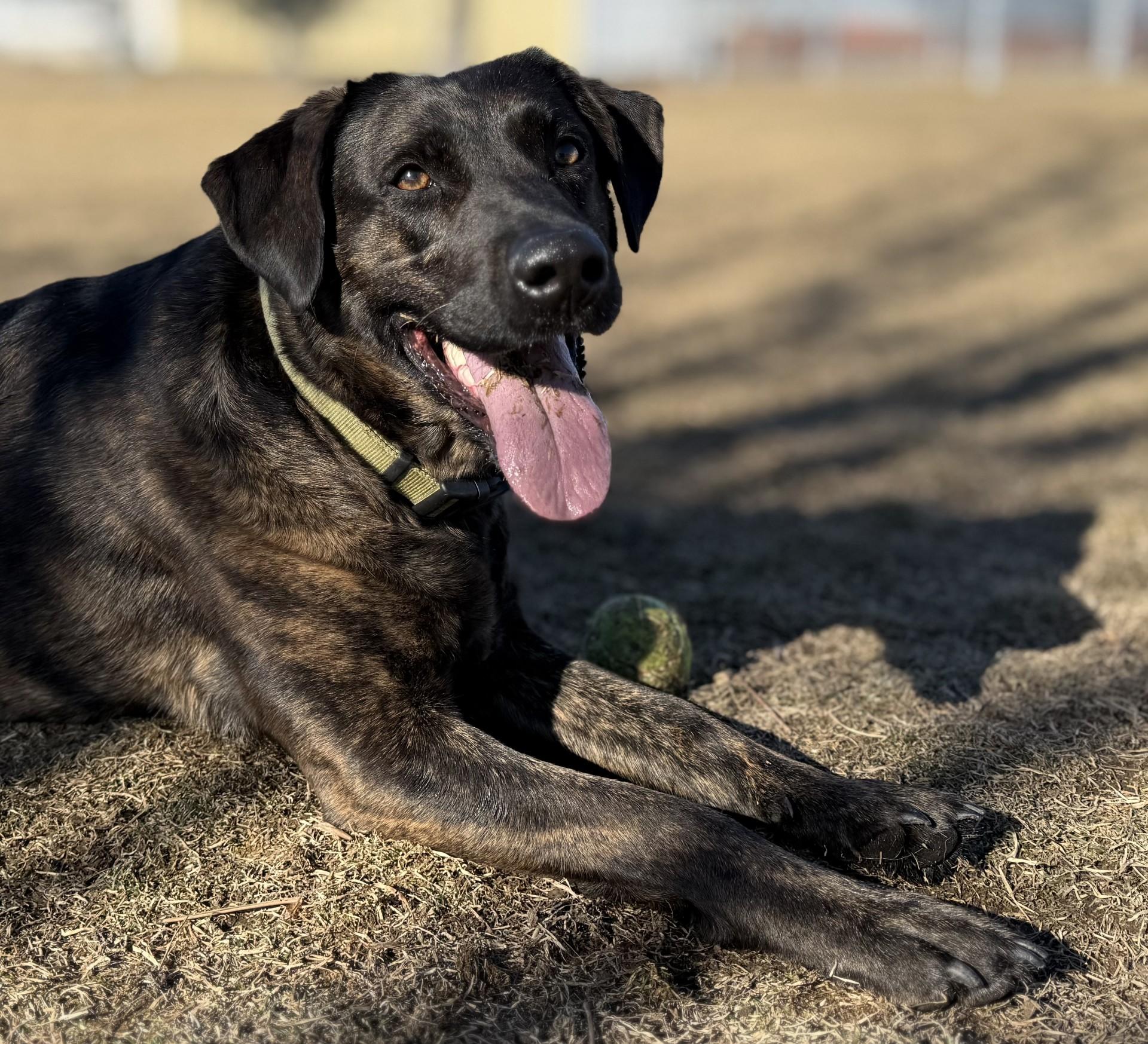 Bella, a ADOPTABLE mixed breed in Hamilton, MT image 1/3