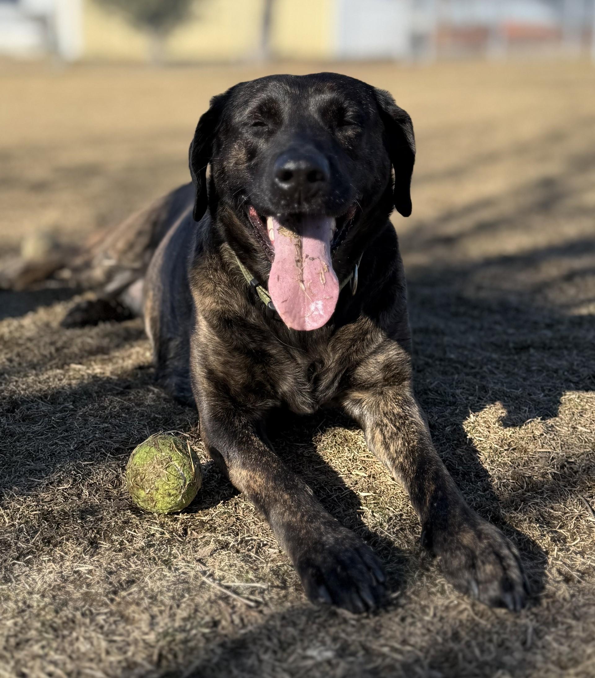 Bella, a ADOPTABLE mixed breed in Hamilton, MT image 3/3