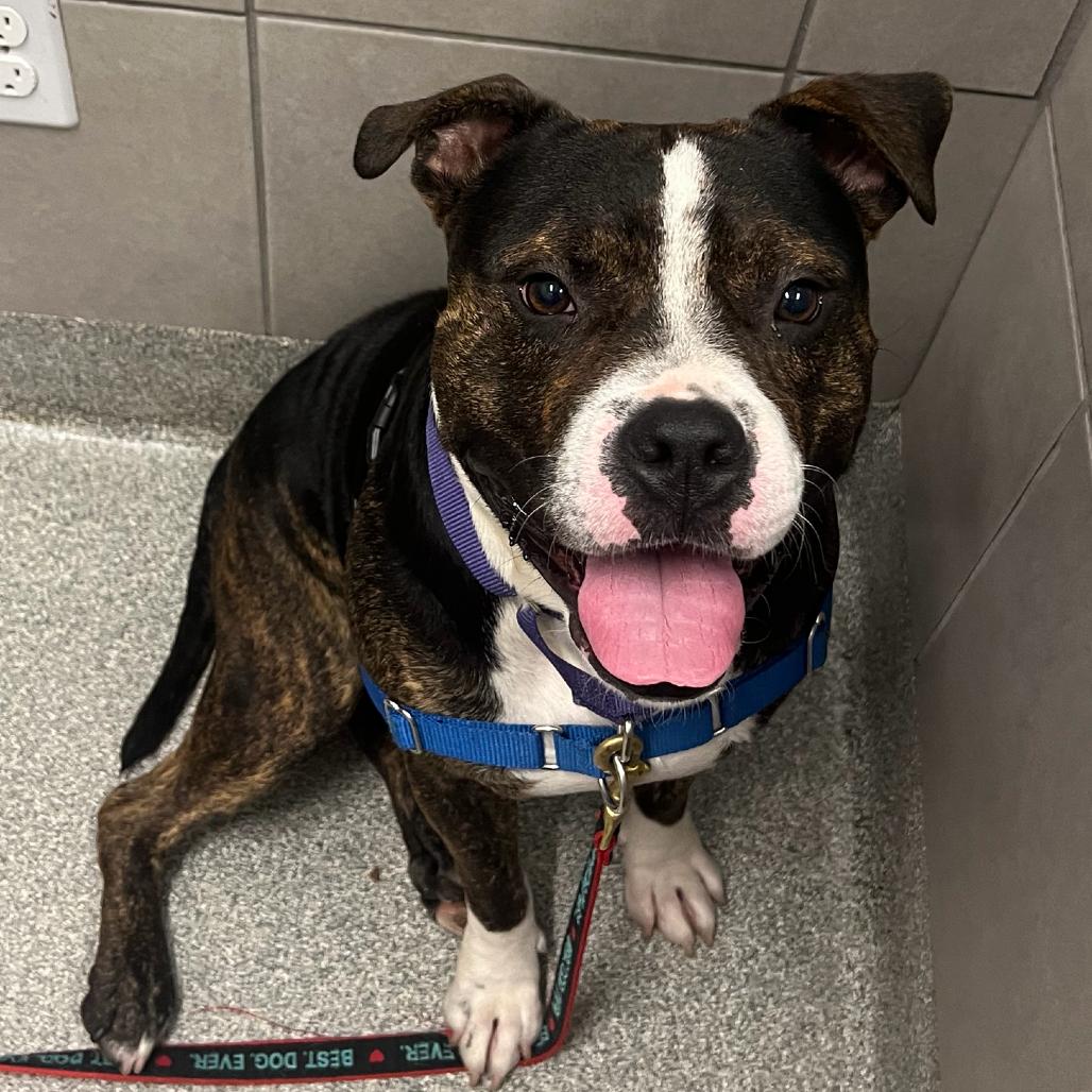 Garth, Adoptable, Adult Male Mixed Breed.