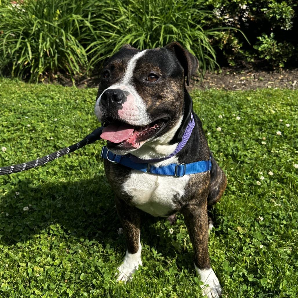 Garth, a Adoptable Mixed Breed in Hinsdale, IL image 2/4