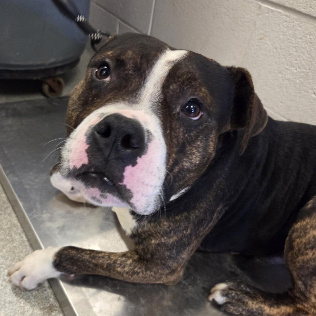 Garth, a Adoptable Mixed Breed in Hinsdale, IL image 3/4