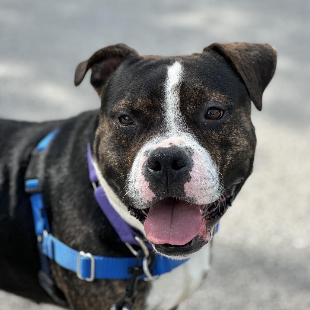 Garth, a Adoptable Mixed Breed in Hinsdale, IL image 4/4