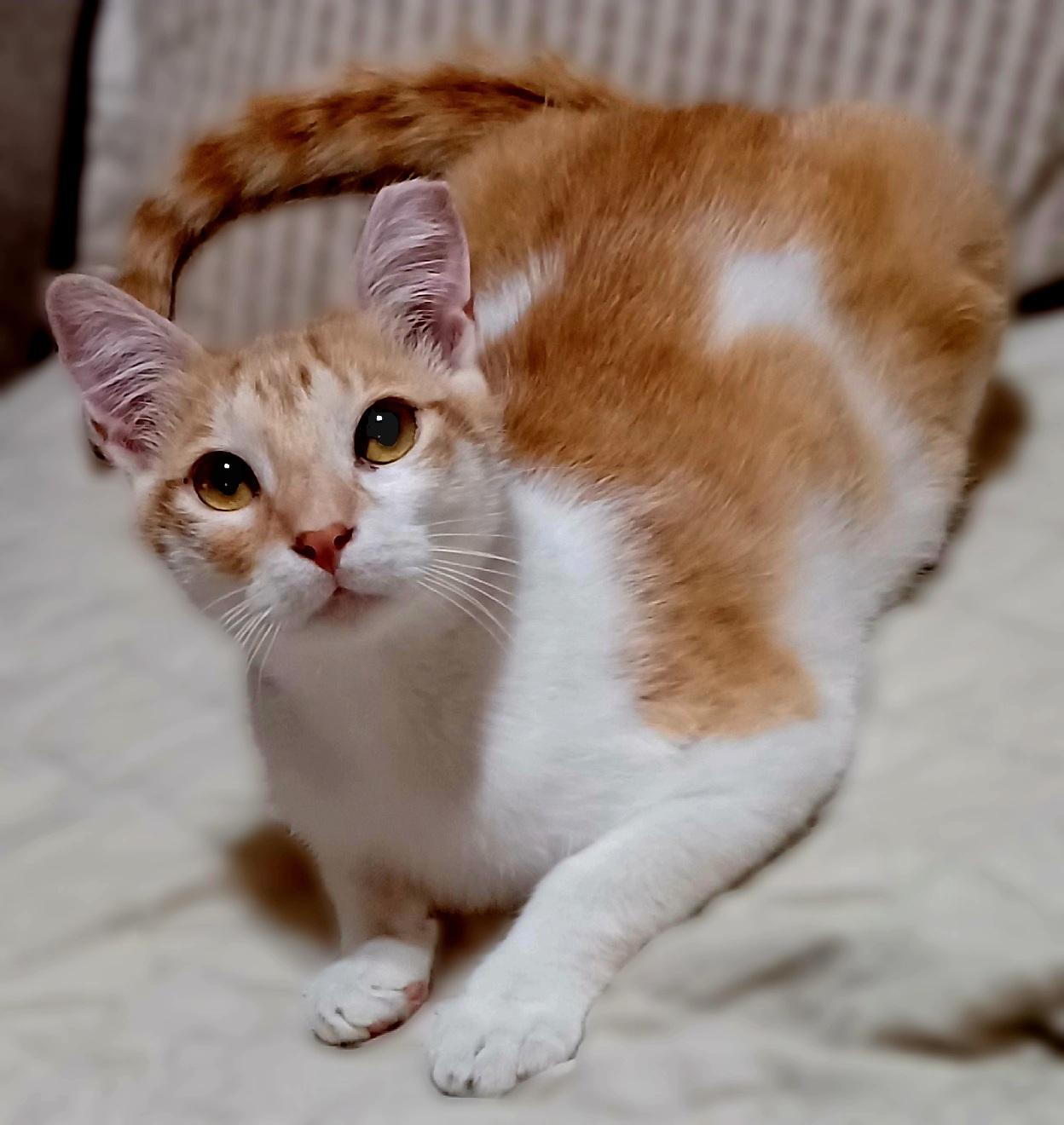 Wesley, Adoptable, Young Male Domestic Short Hair.