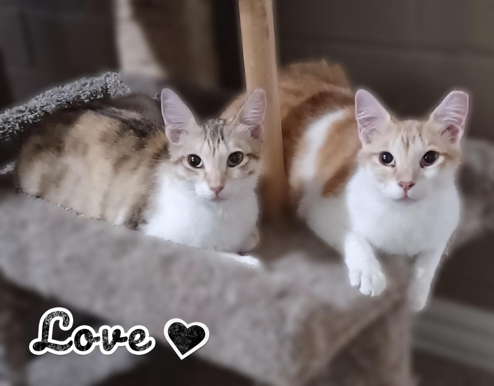 Enlarge Wesley, a Adoptable Domestic Short Hair image 2/6