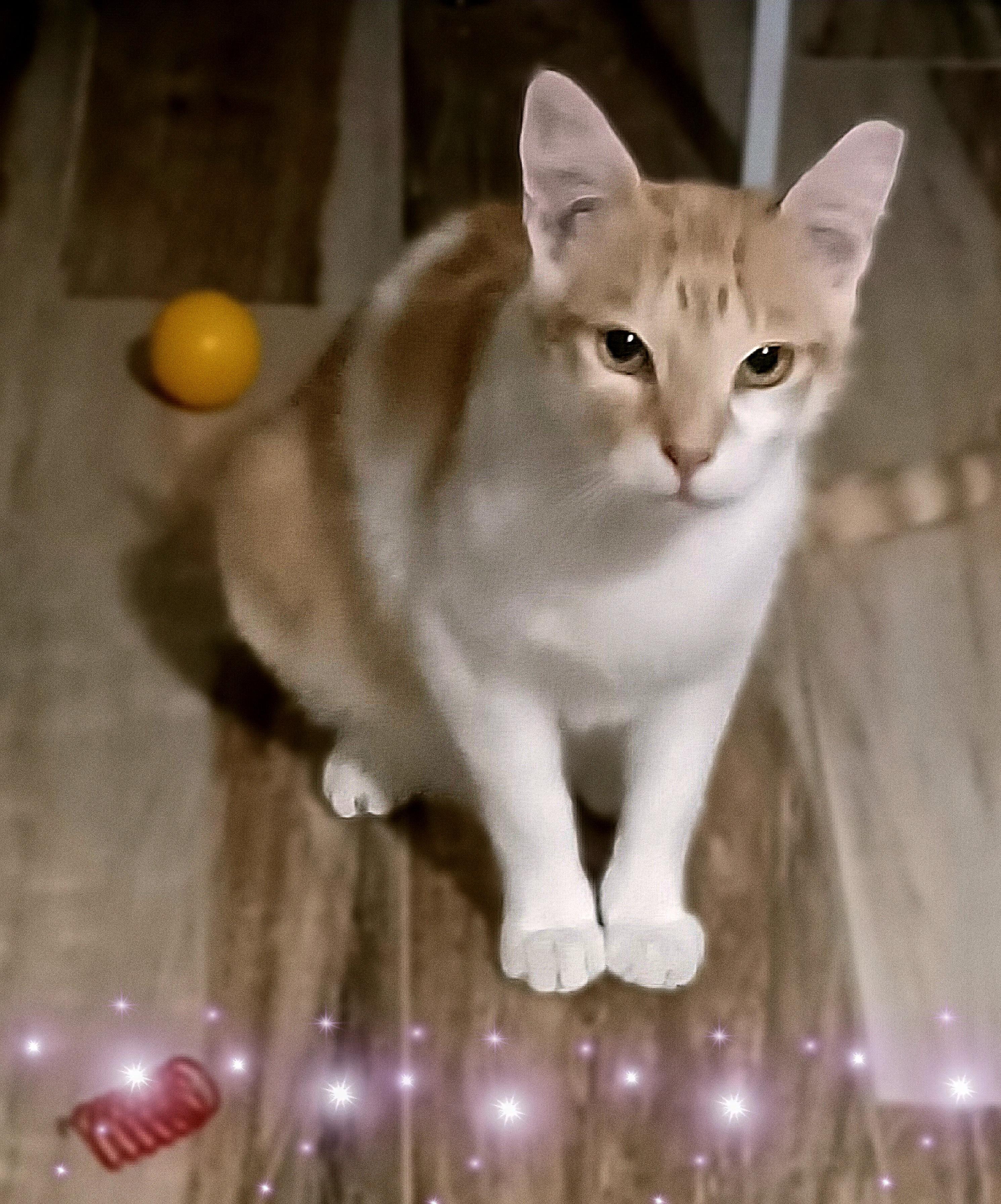 Enlarge Wesley, a Adoptable Domestic Short Hair image 3/6