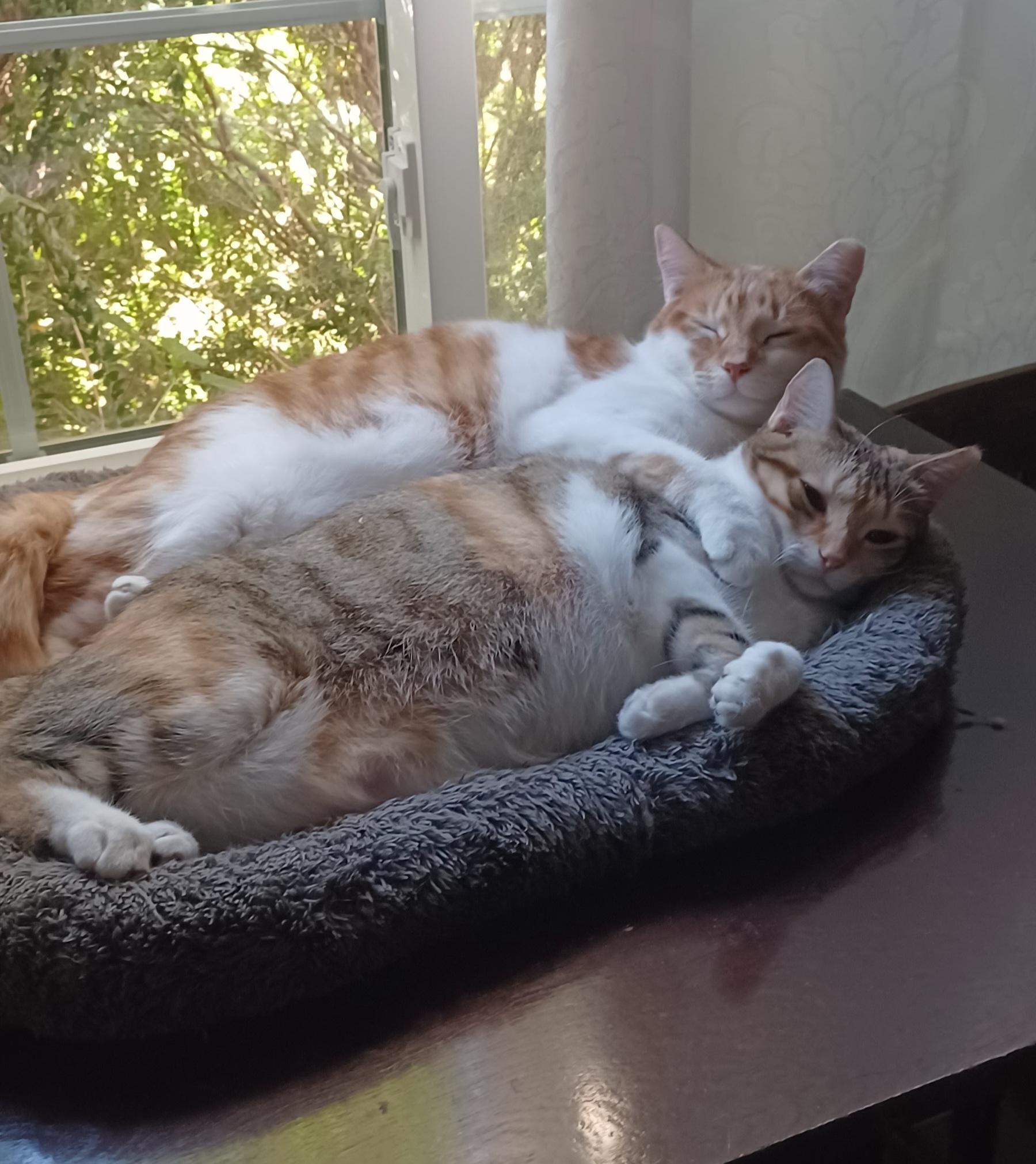 Enlarge Wesley, a Adoptable Domestic Short Hair in Scottsdale, AZ image 3/6