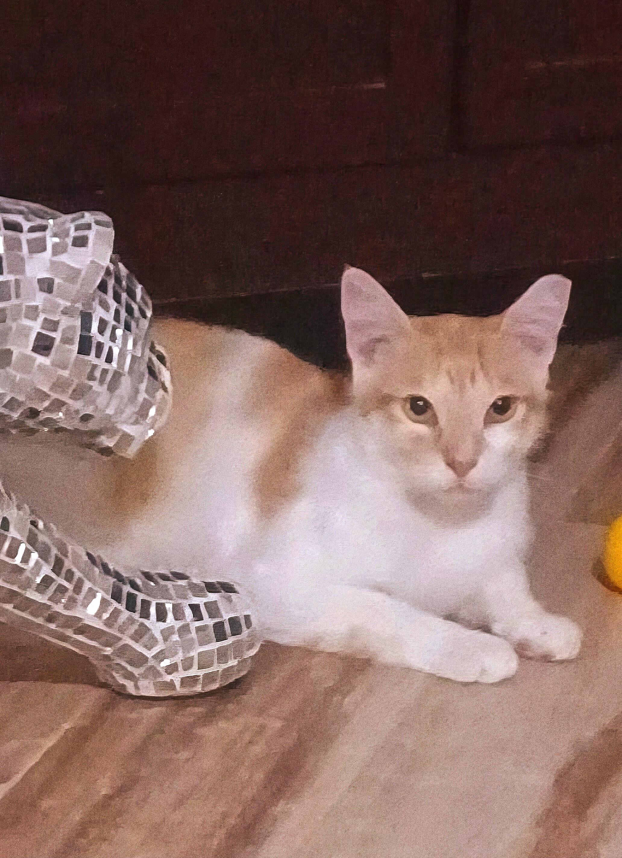 Enlarge Wesley, a Adoptable Domestic Short Hair image 6/6