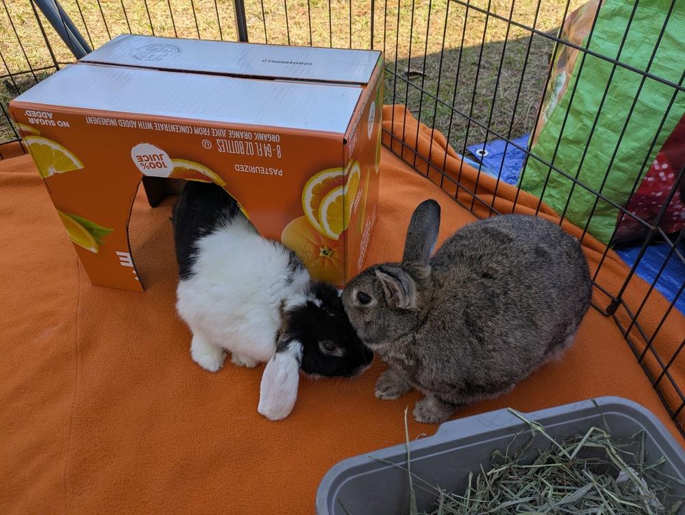 Pinecone and Emma, Adoptable, Adult Male Bunny Rabbit & Dutch.