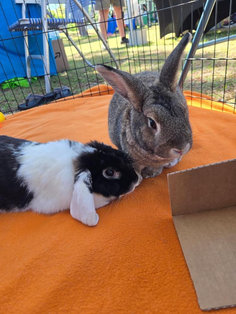 Pinecone and Emma, Adoptable, Adult Male Bunny Rabbit & Dutch.