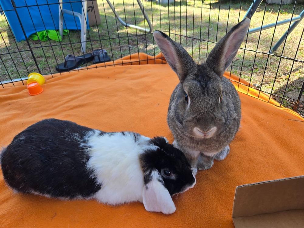 Enlarge Pinecone and Emma, a Adoptable mixed breed in Melbourne, FL image 3/6
