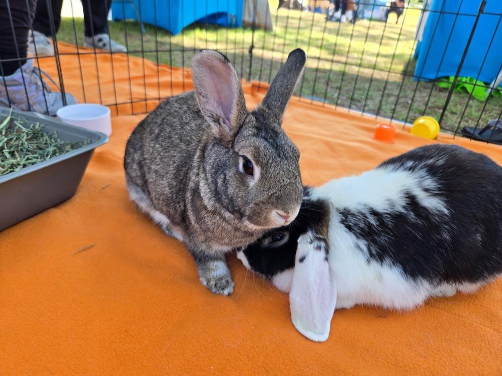 Enlarge Pinecone and Emma, a Adoptable mixed breed in Melbourne, FL image 4/6