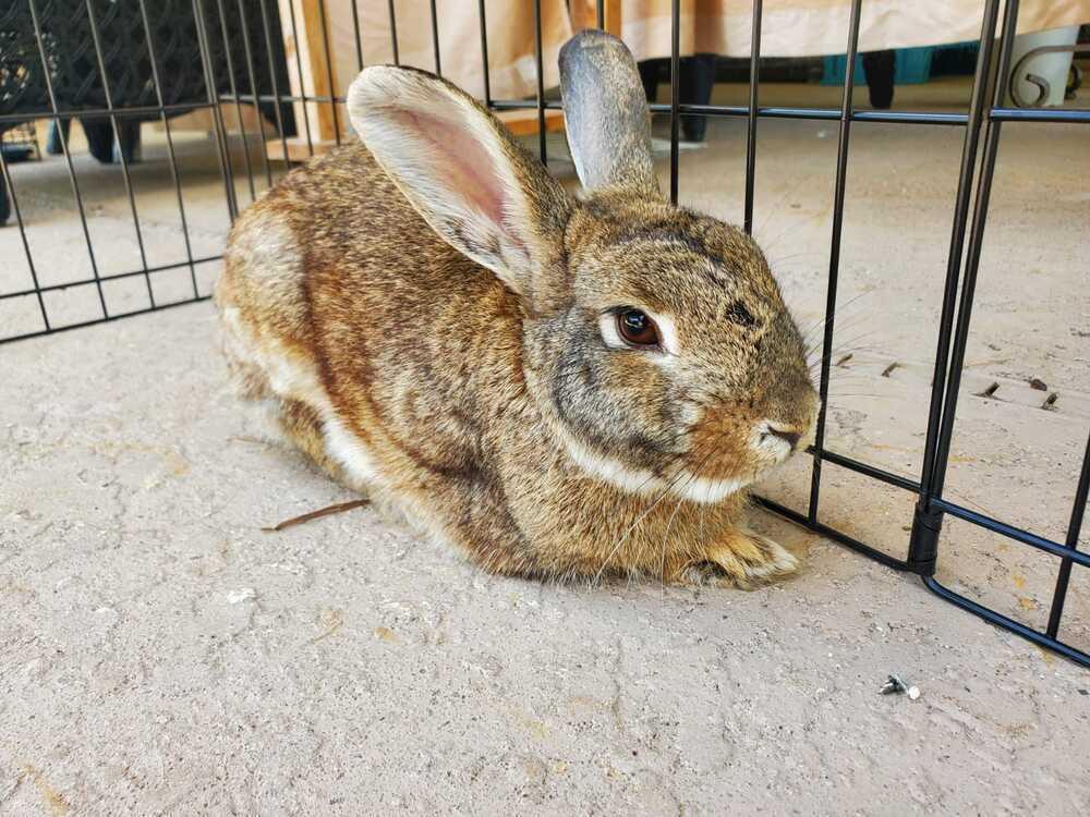 Enlarge Pinecone and Emma, a Adoptable mixed breed in Melbourne, FL image 5/6