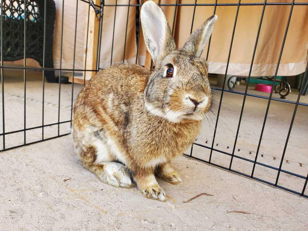 Enlarge Pinecone and Emma, a Adoptable mixed breed in Melbourne, FL image 6/6
