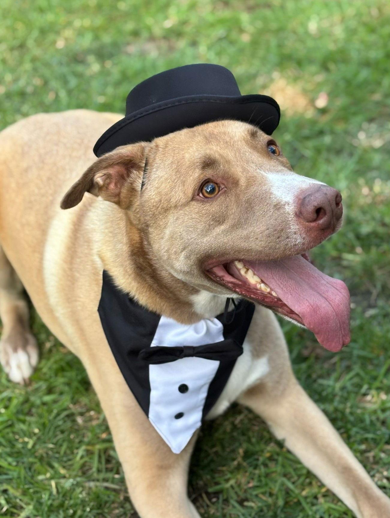 Goose, a Adoptable mixed breed in San Diego, CA image 1/3