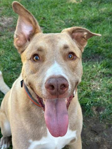 Goose, a Adoptable mixed breed in San Diego, CA image 3/3