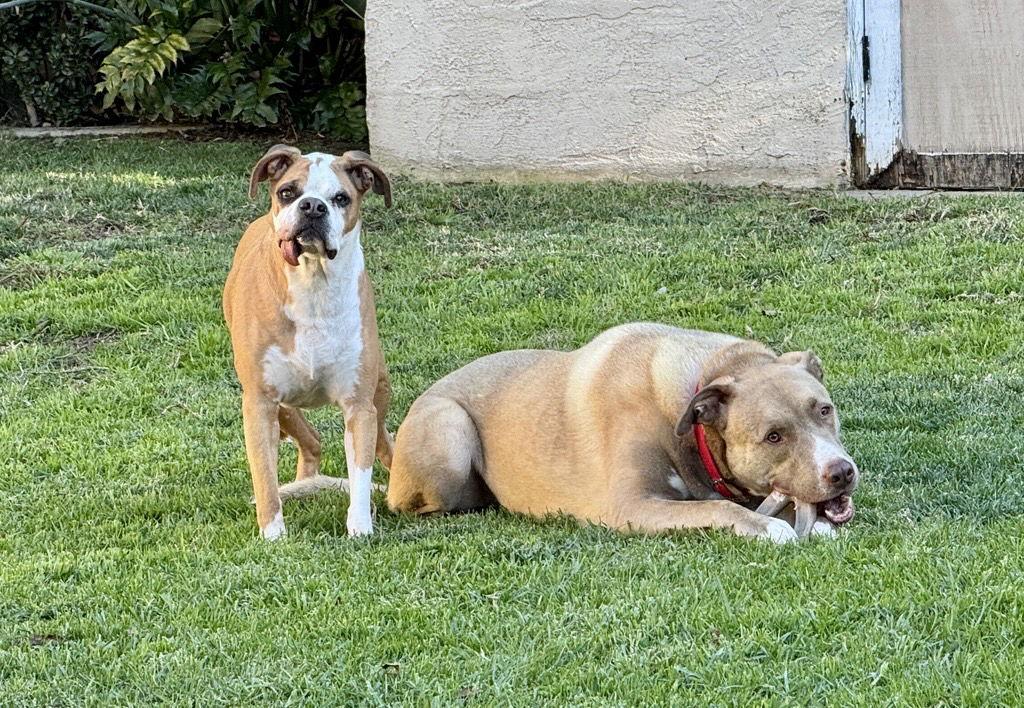 Enlarge Goose, a Adoptable mixed breed in San Diego, CA image 3/3