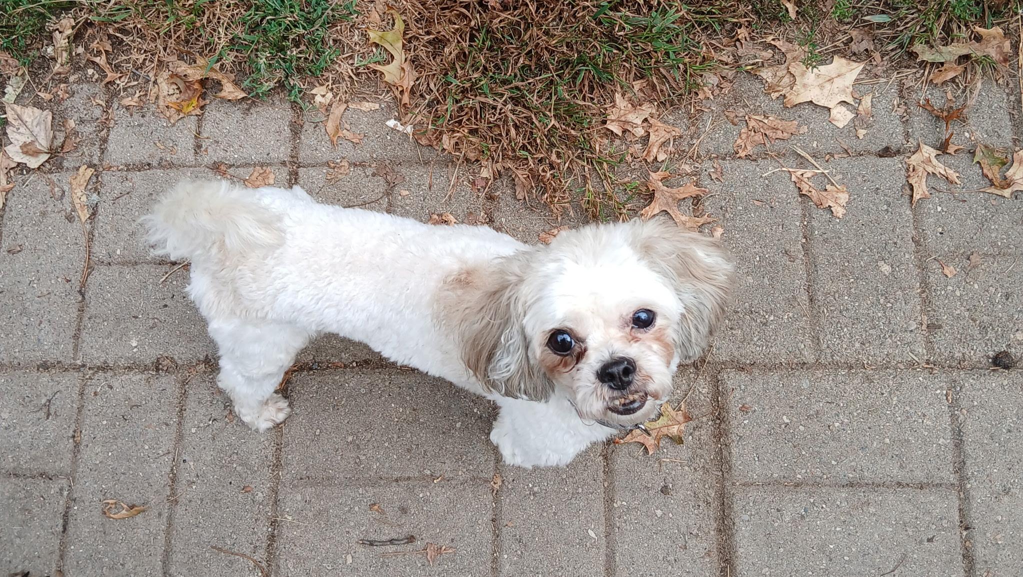 Cash, Adopted, Adult Male Maltese & Bichon Frise.