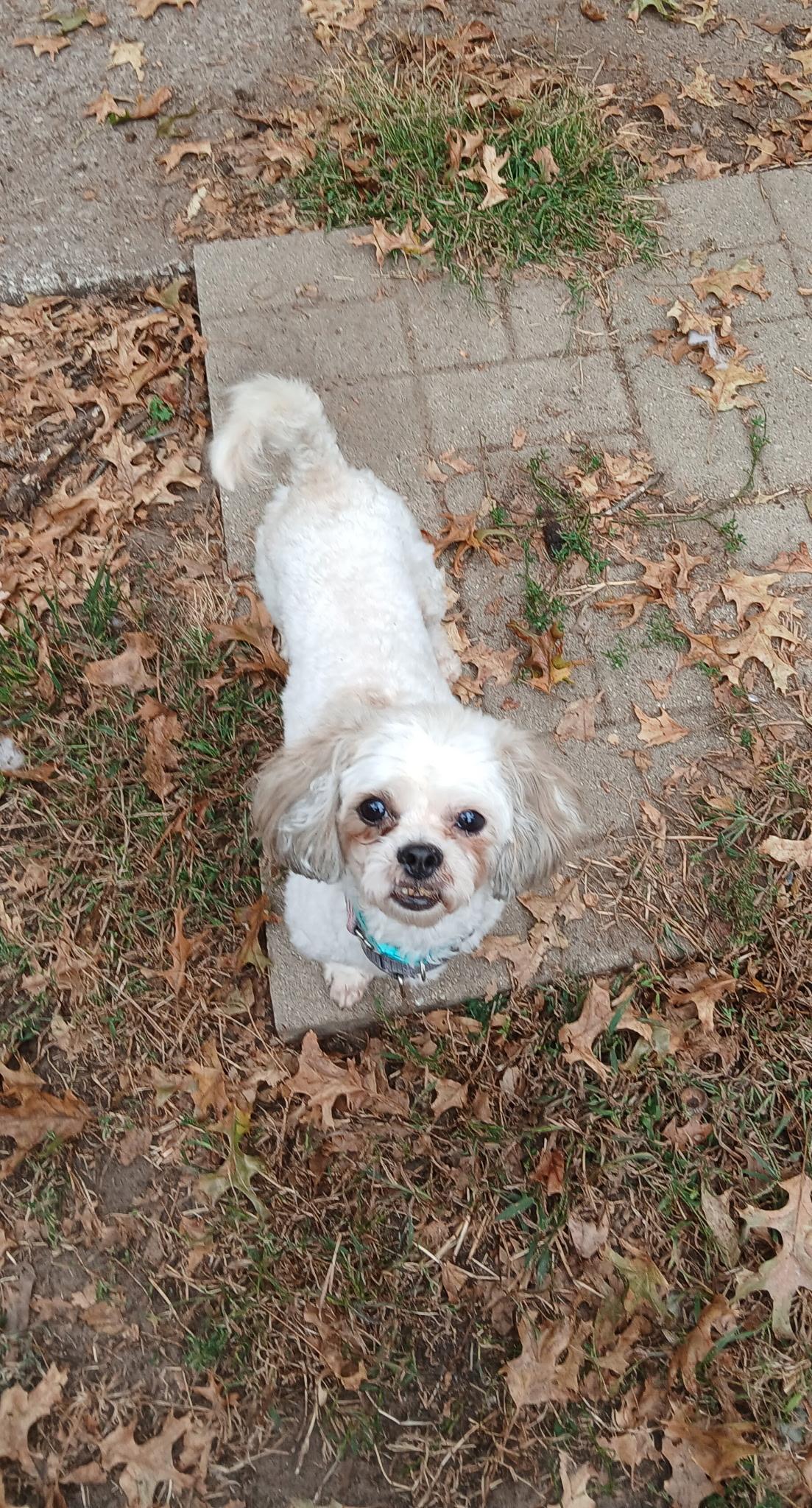 Cash, a Adopted mixed breed in Holland, OH image 2/3