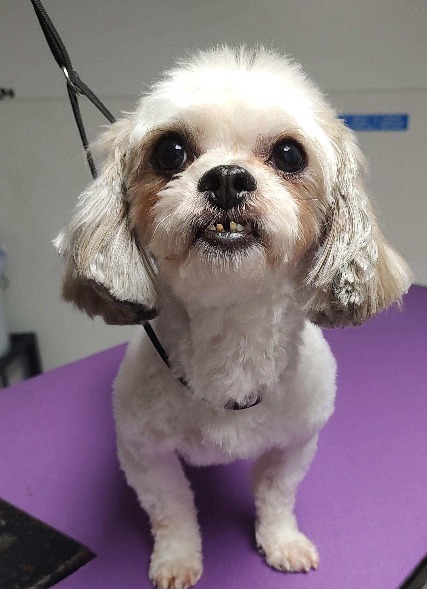 Cash, a Adopted mixed breed in Holland, OH image 3/3