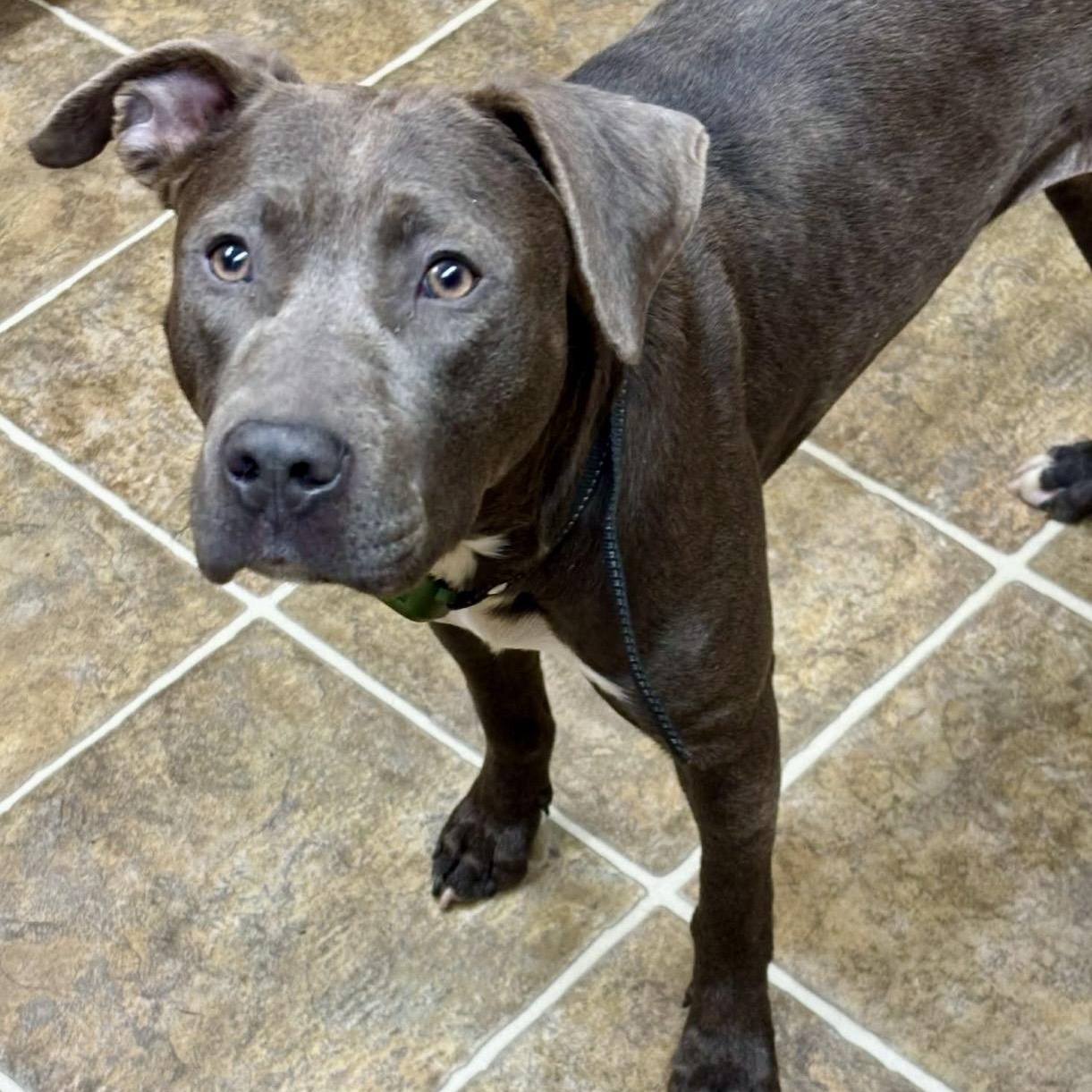 Enlarge Penny , a ADOPTABLE mixed breed in Pelham, NH image 4/5