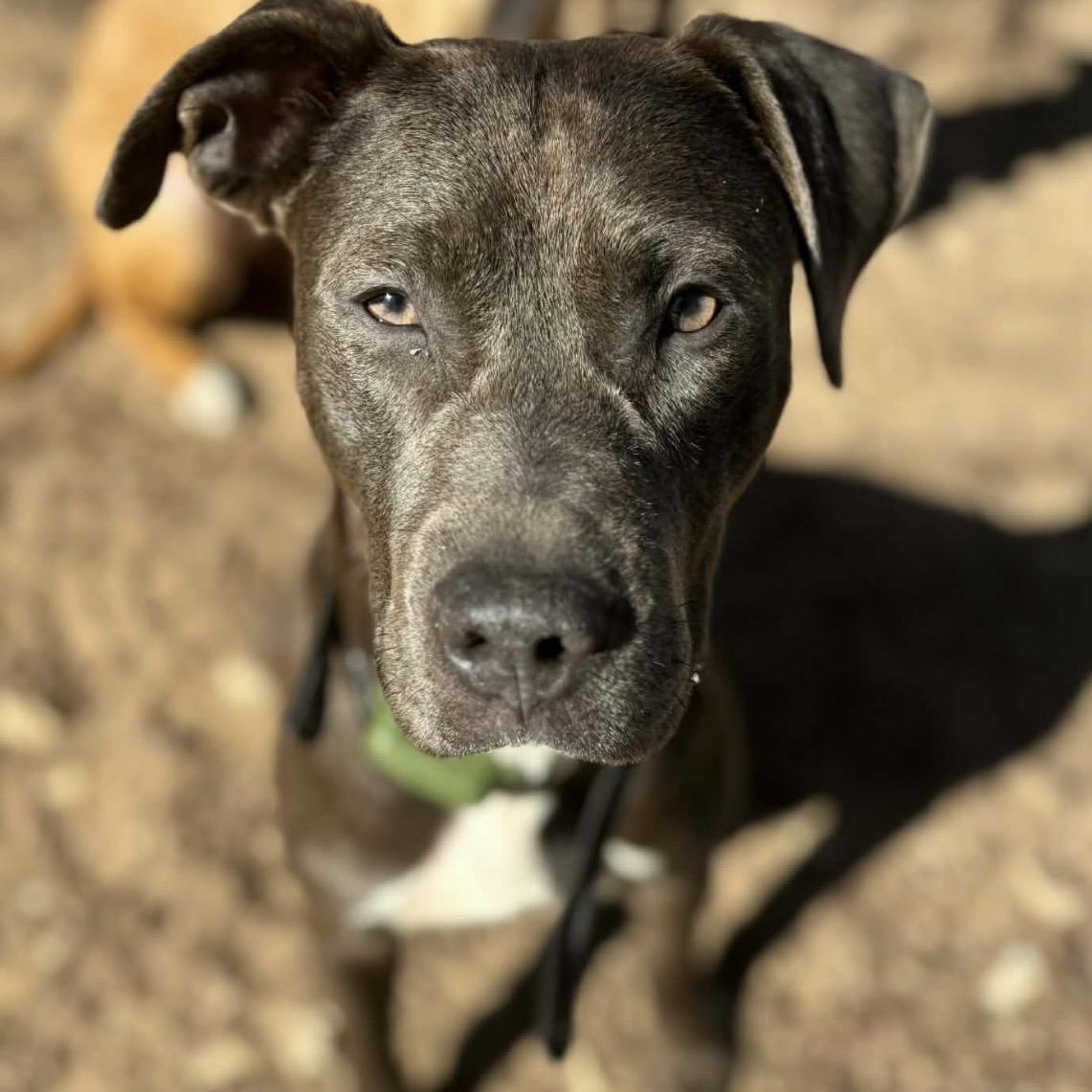 Enlarge Penny , a ADOPTABLE mixed breed in Pelham, NH image 2/5