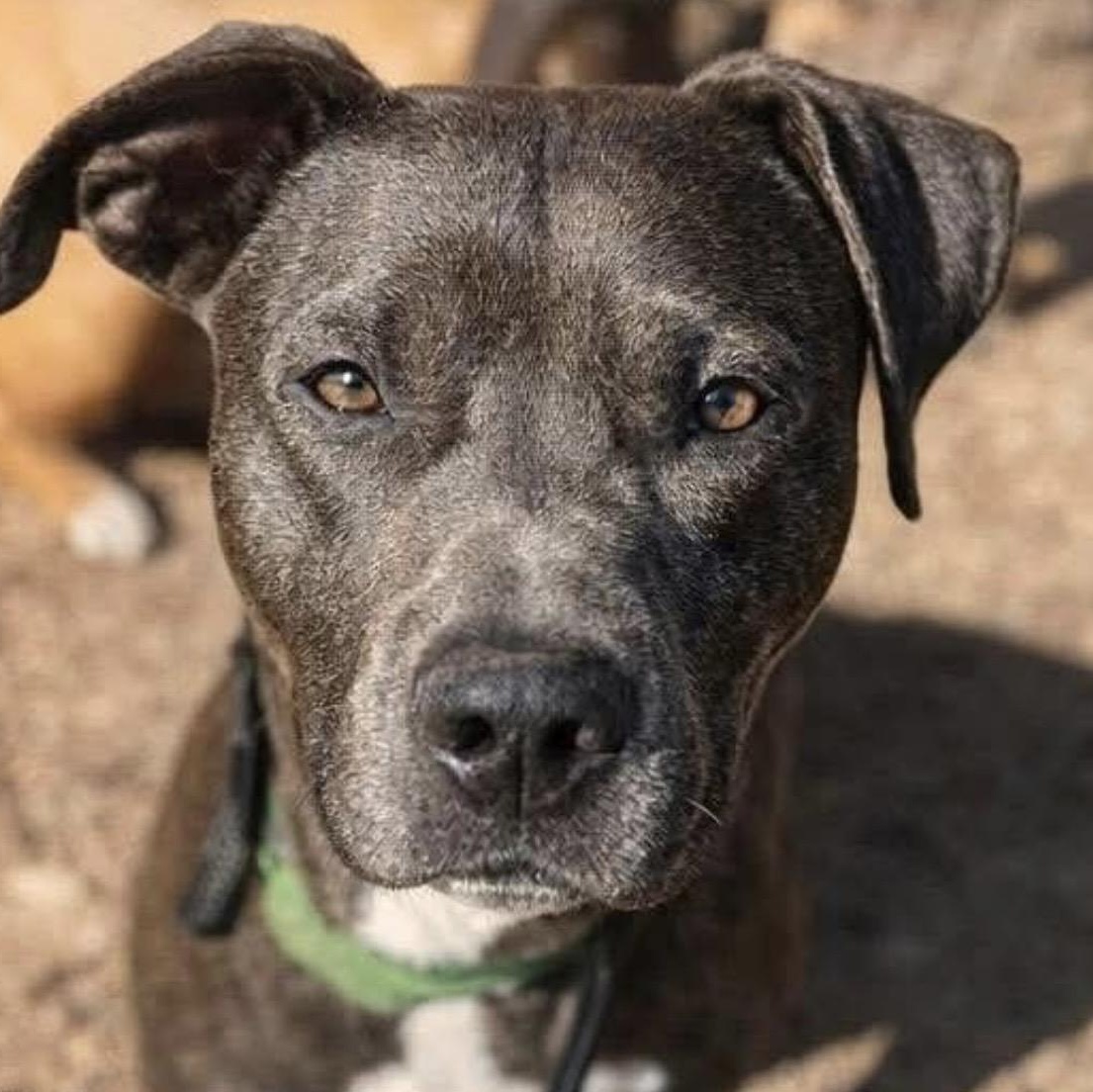 Penny , ADOPTABLE, Young Female Pit Bull Terrier & Mixed Breed.