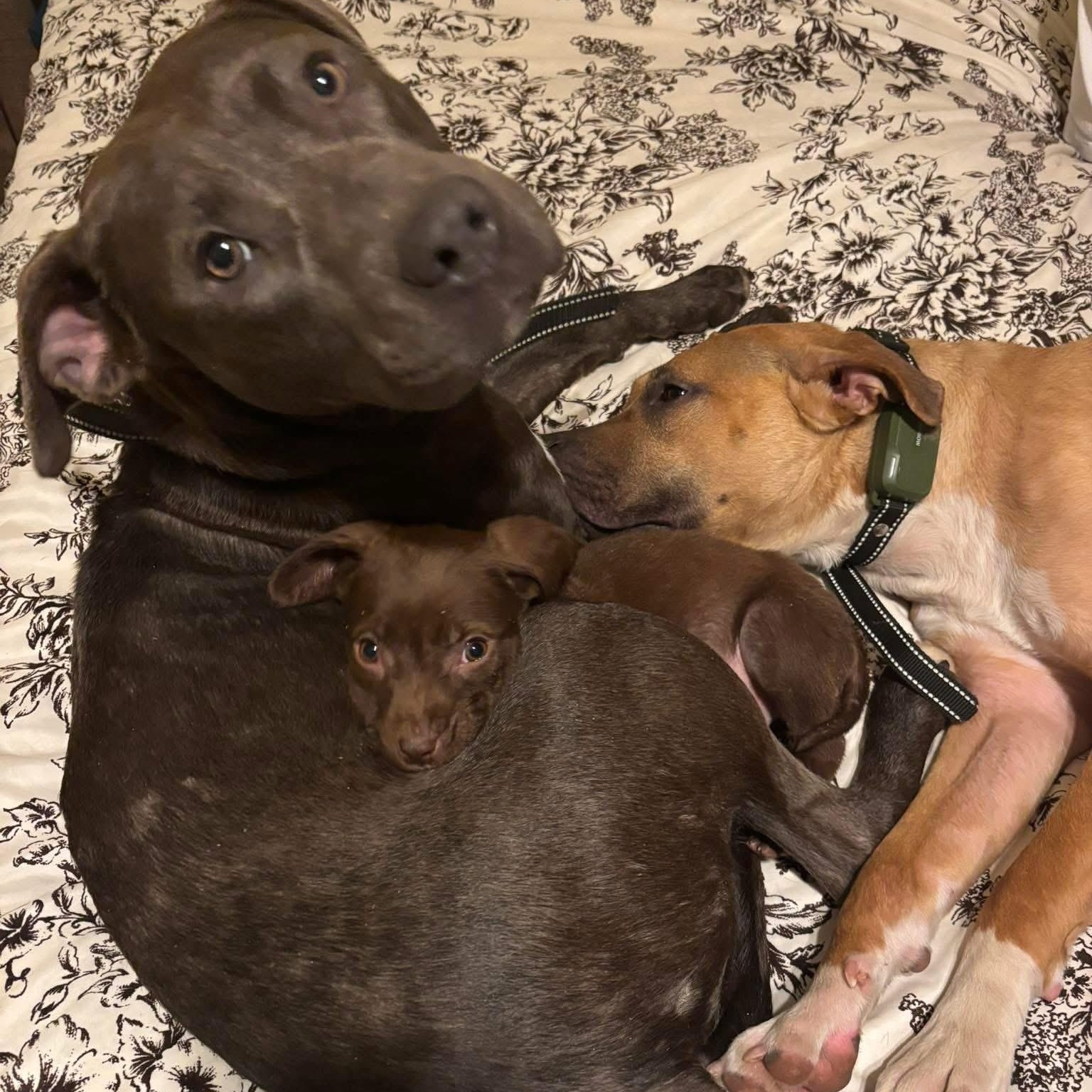 Enlarge Penny , a ADOPTABLE mixed breed in Pelham, NH image 3/5