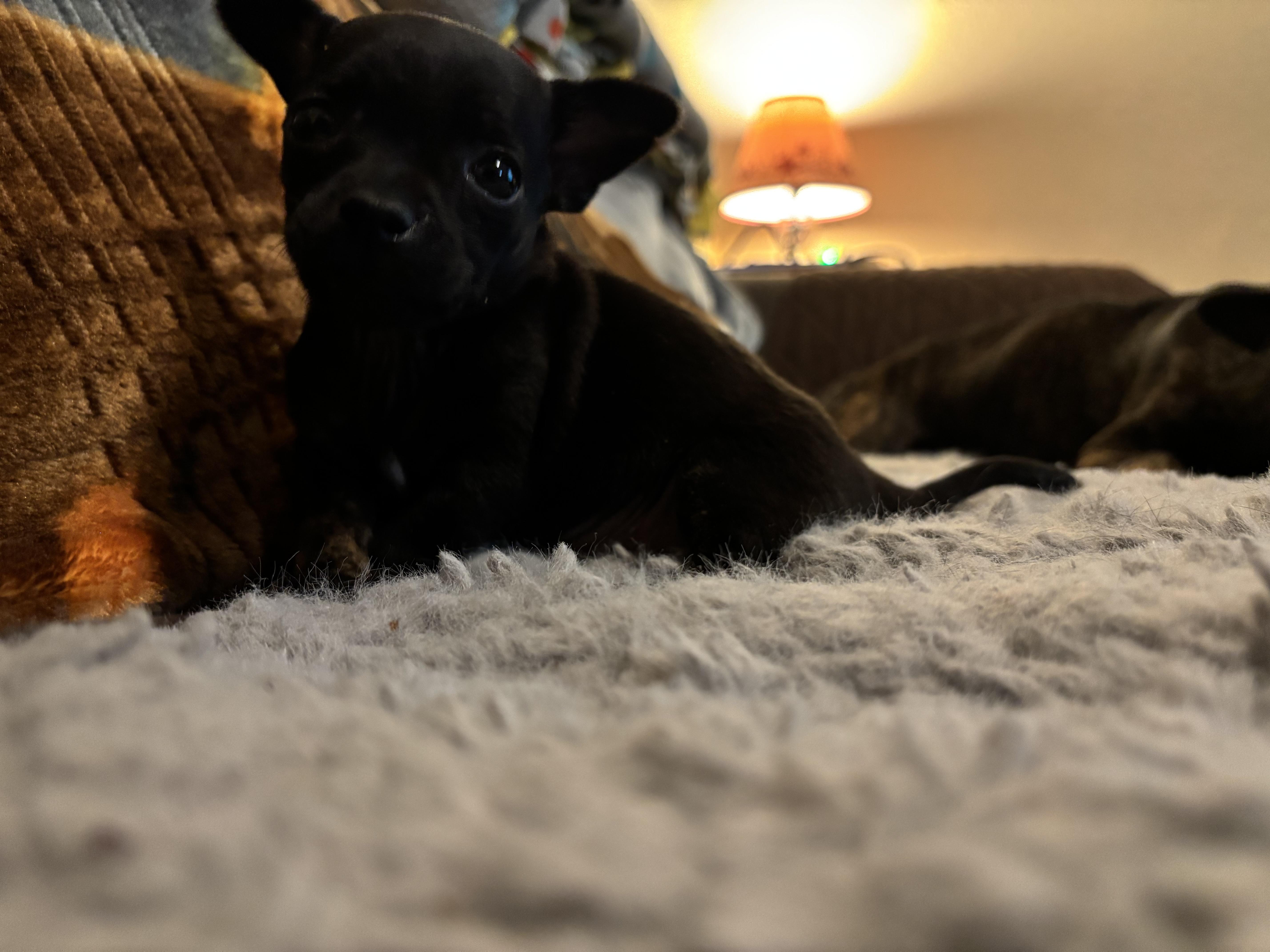 Panama, Adoptable, Puppy Female Chihuahua.