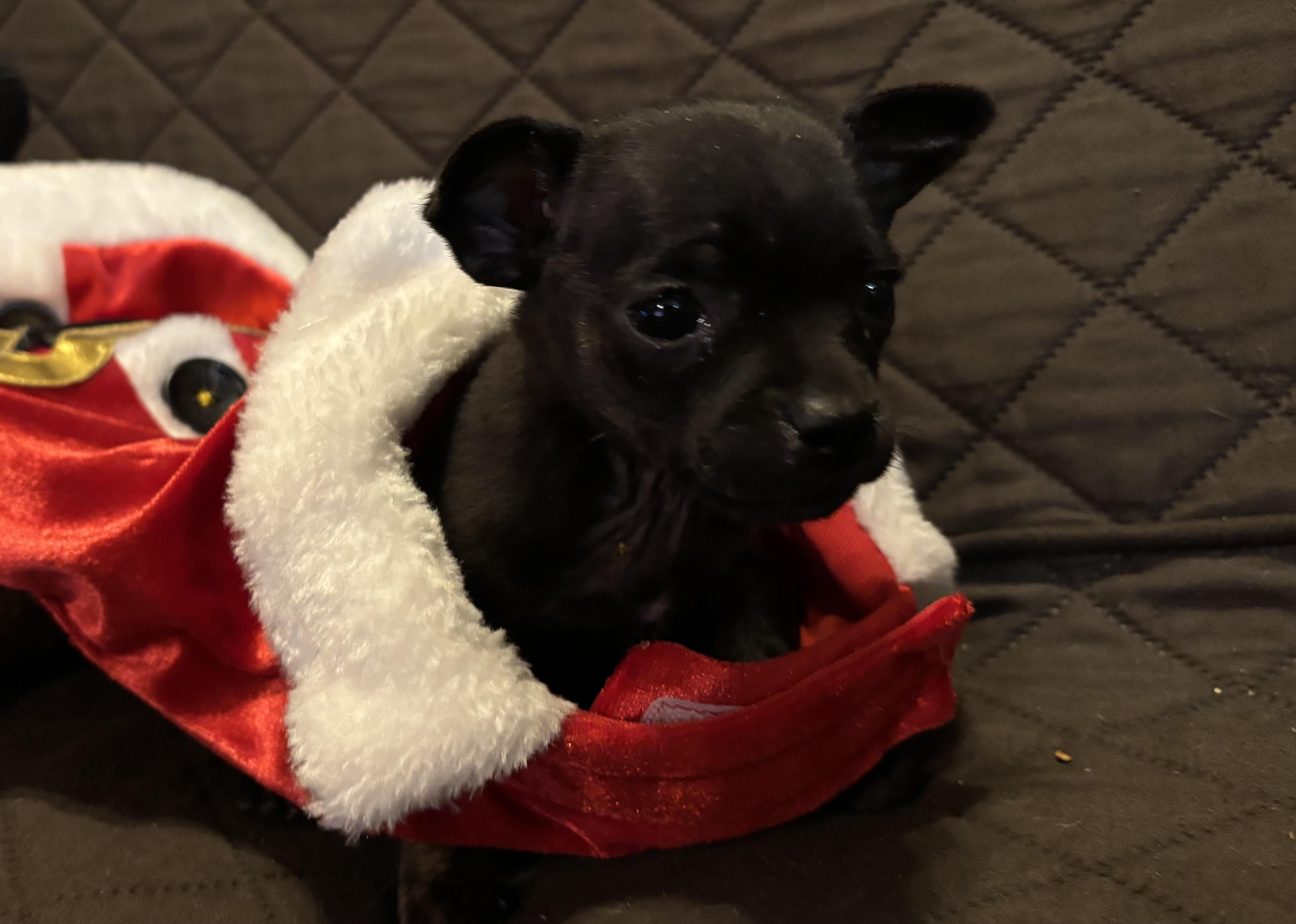 Enlarge Panama, a Adoptable mixed breed in Huachuca City, AZ image 2/3