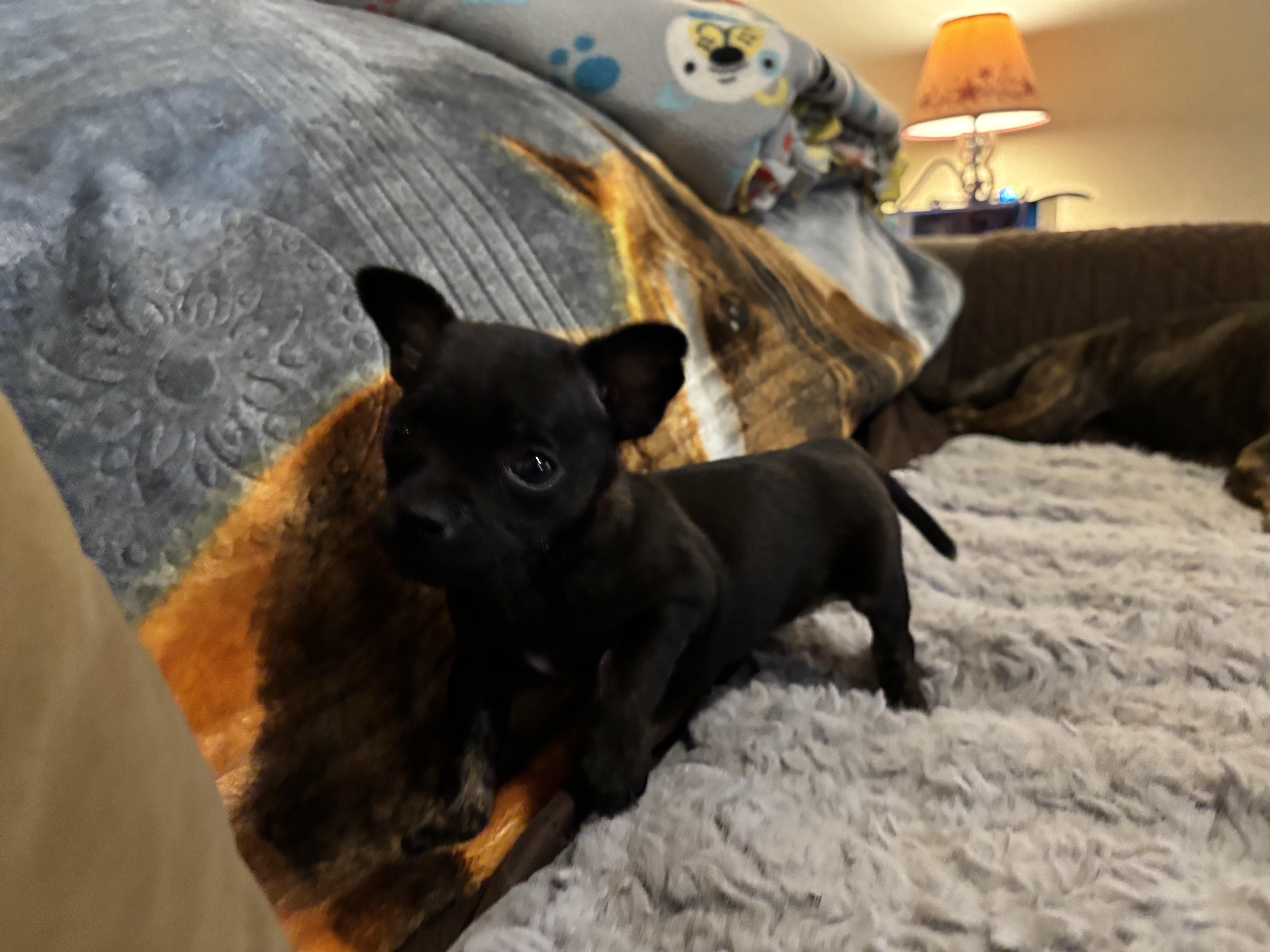 Enlarge Panama, a Adoptable mixed breed in Huachuca City, AZ image 3/3