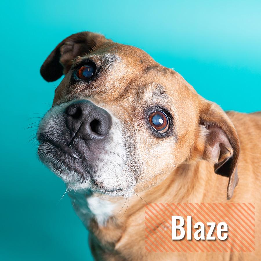 Enlarge Blaze and Booomer, a ADOPTABLE mixed breed in North Little Rock, AR image 1/2