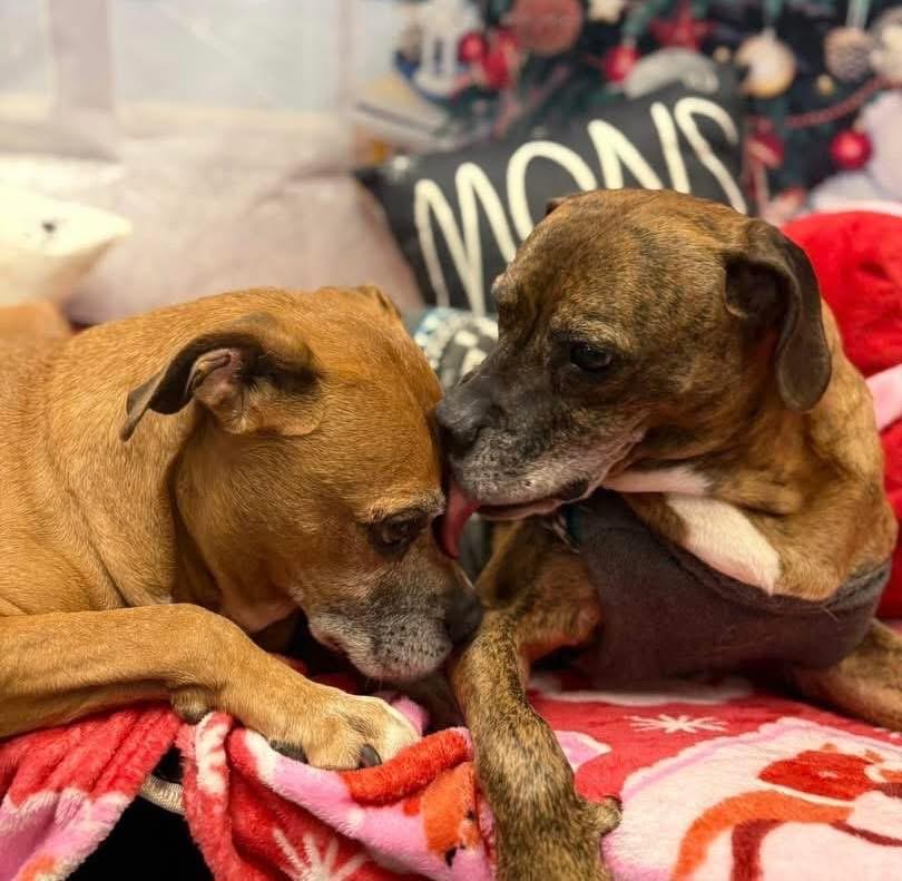 Blaze and Booomer, ADOPTABLE, Senior Male Boxer.