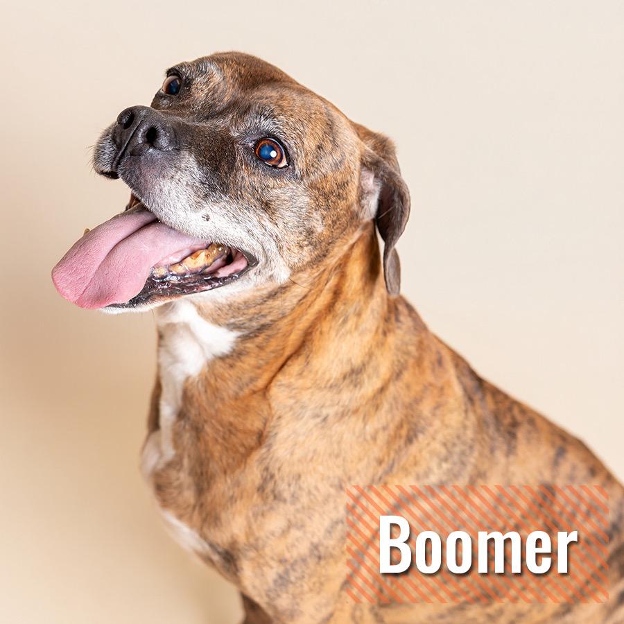 Enlarge Blaze and Booomer, a ADOPTABLE mixed breed in North Little Rock, AR image 2/2