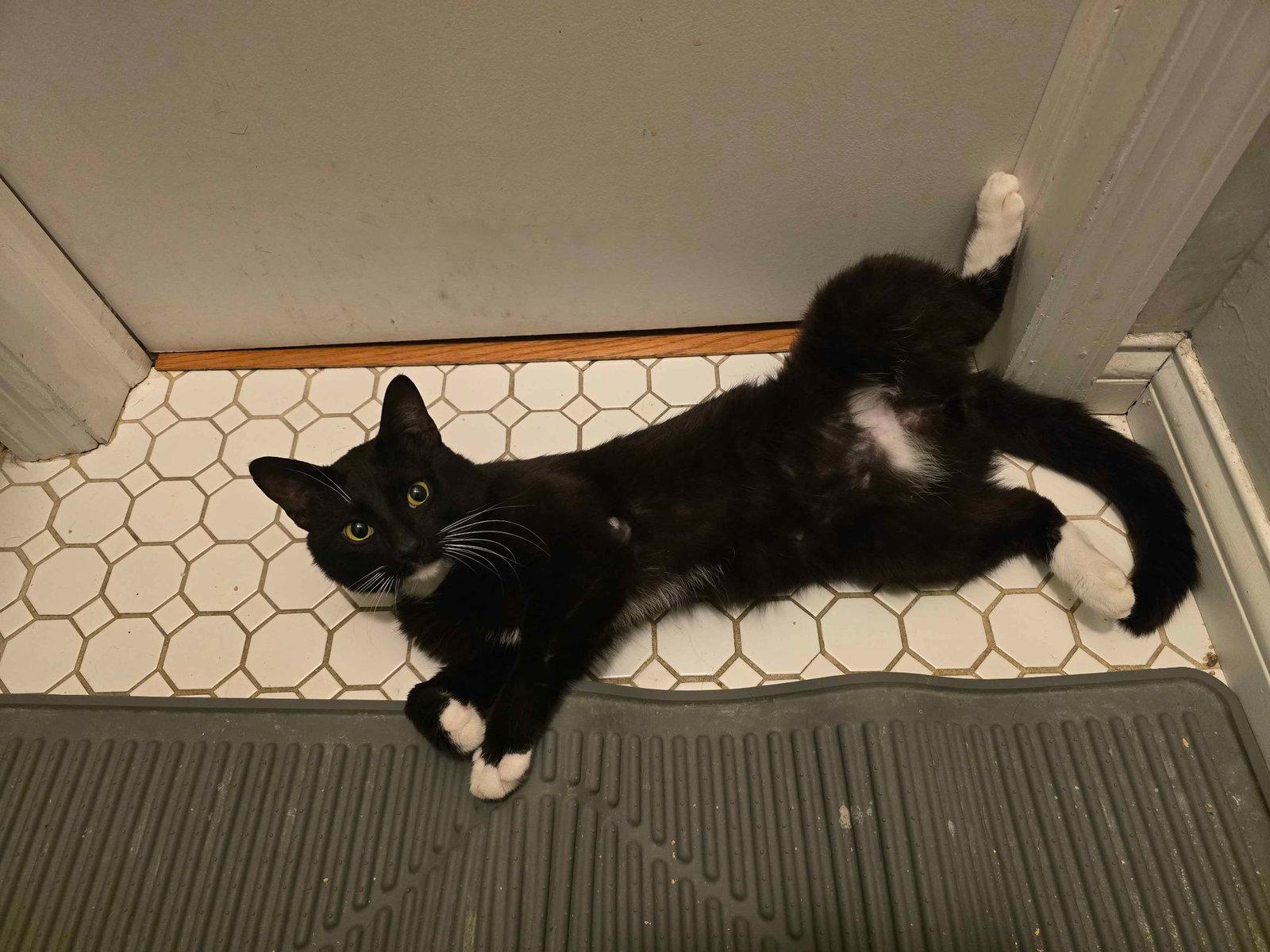 Tooney, Adoptable, Adult Male Domestic Short Hair.