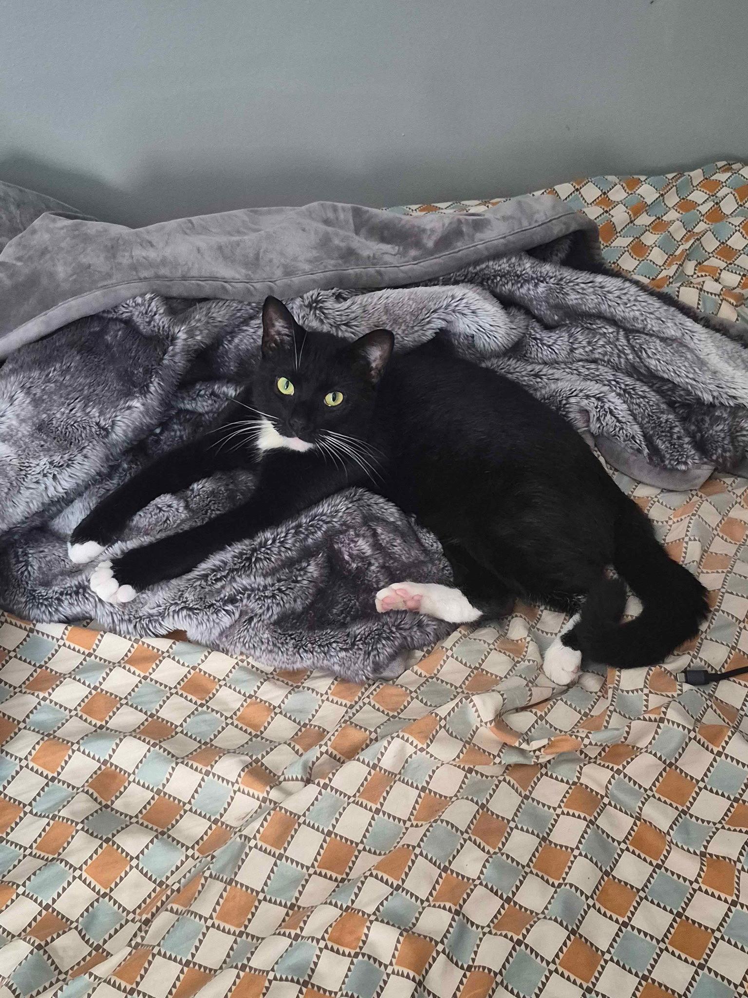Enlarge Tooney, a Adoptable Domestic Short Hair in Columbus, OH image 2/3