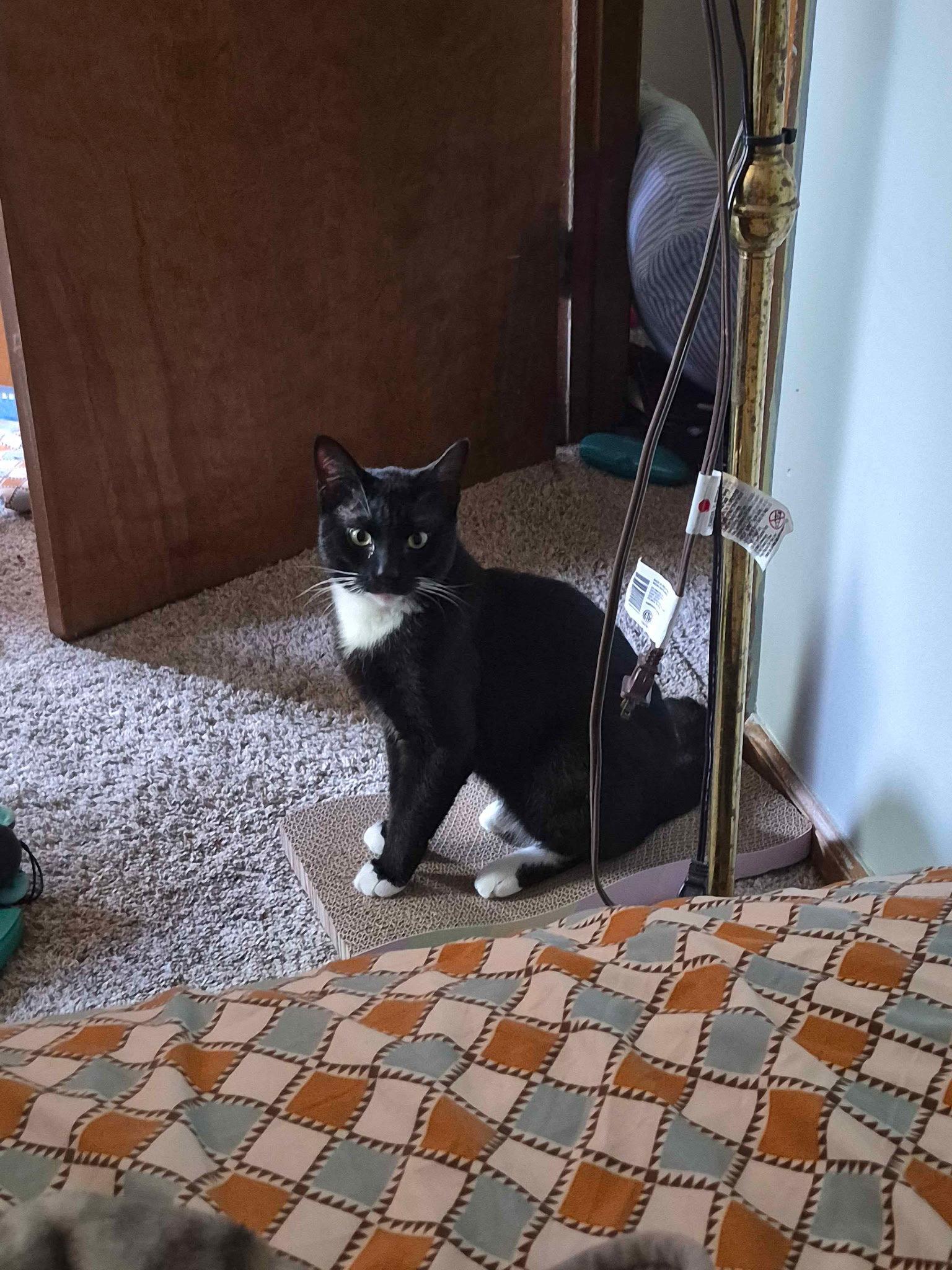 Enlarge Tooney, a Adoptable Domestic Short Hair in Columbus, OH image 3/3