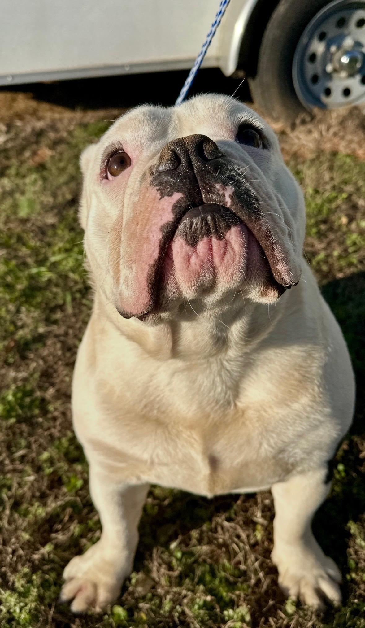 Spot and Spike, a Adoptable English Bulldog in Jacksonville, AL image 2/6
