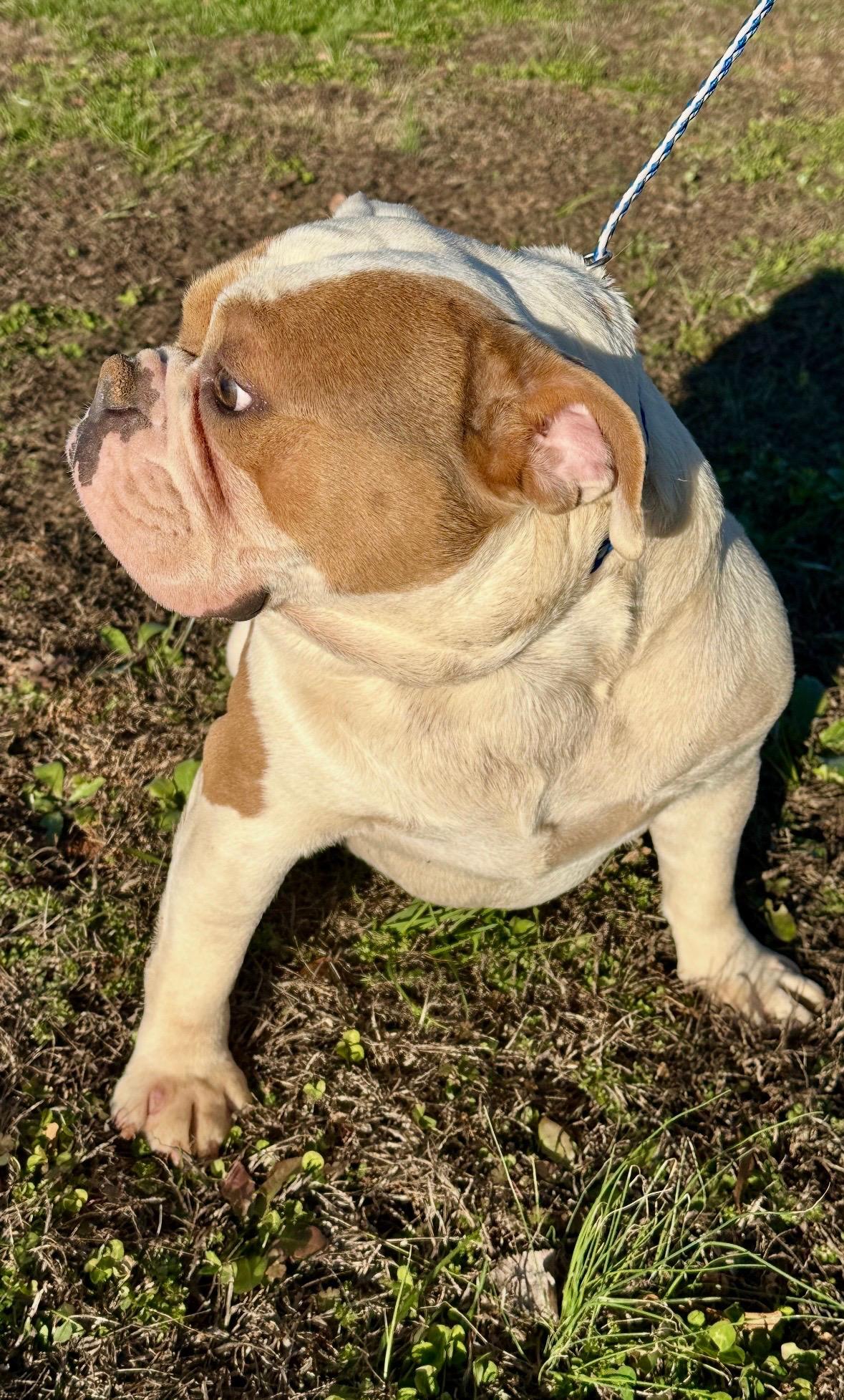 Spot and Spike, a Adoptable English Bulldog in Jacksonville, AL image 1/6