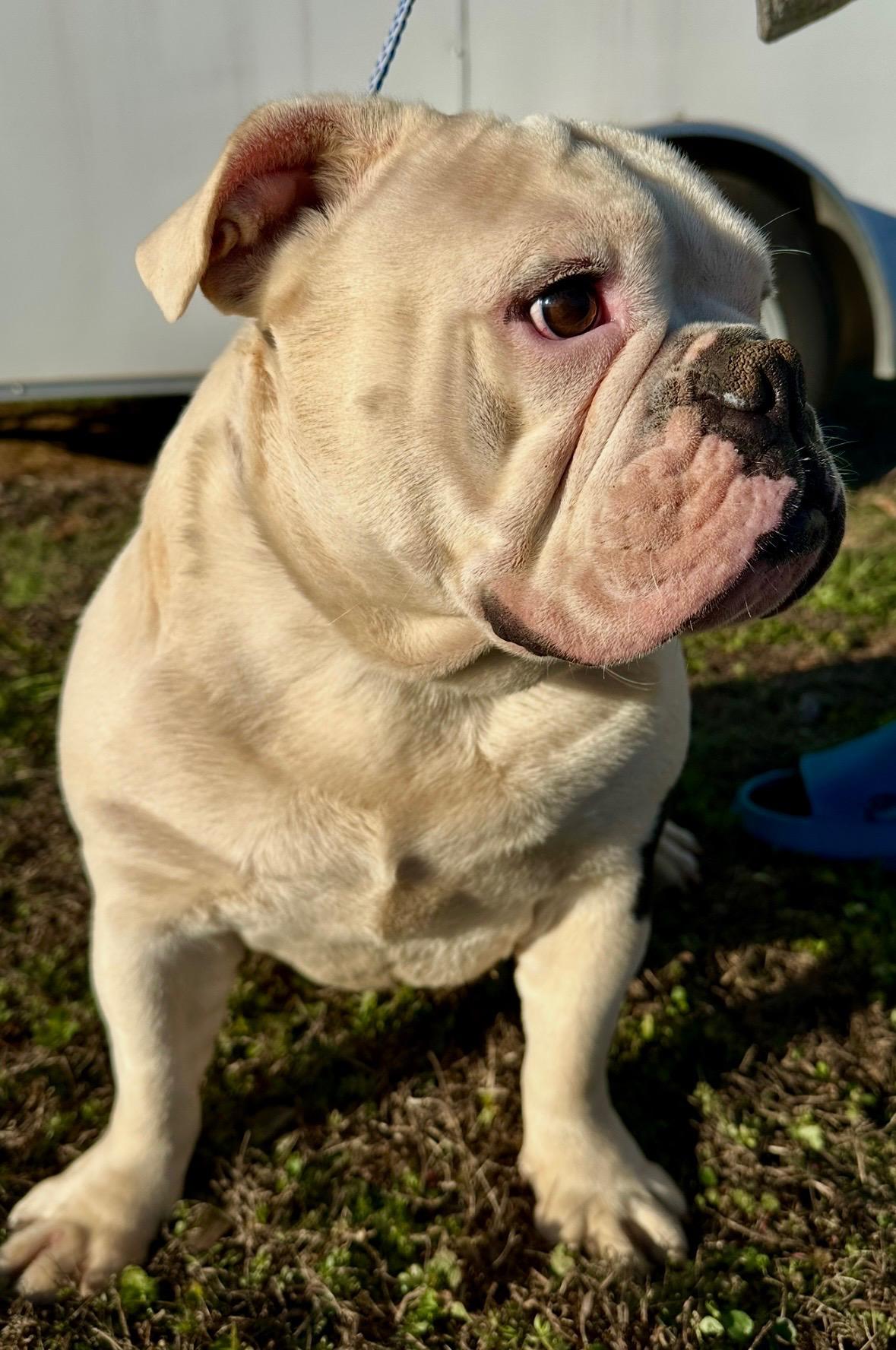 Spot and Spike, a Adoptable English Bulldog in Jacksonville, AL image 5/6