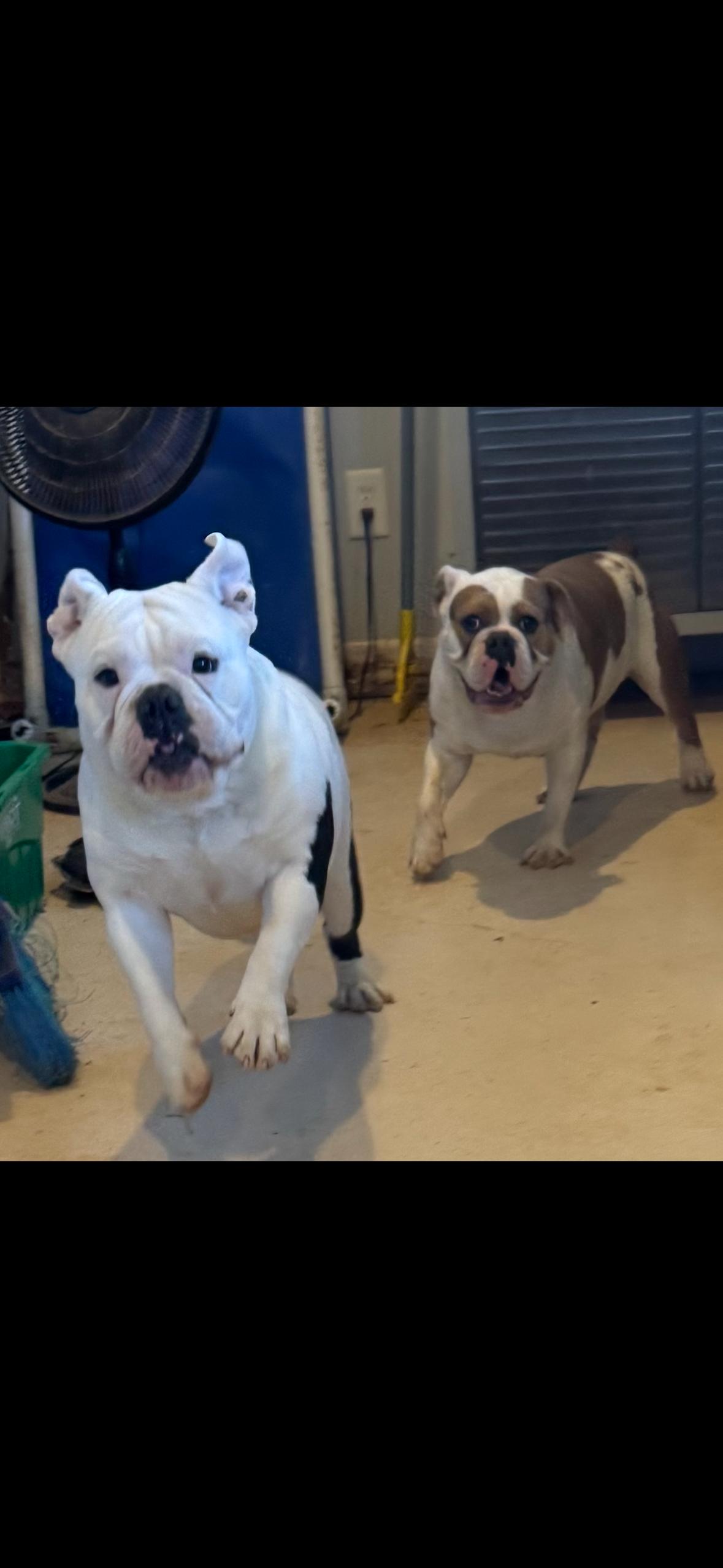 Spot and Spike, a Adoptable English Bulldog in Jacksonville, AL image 3/6
