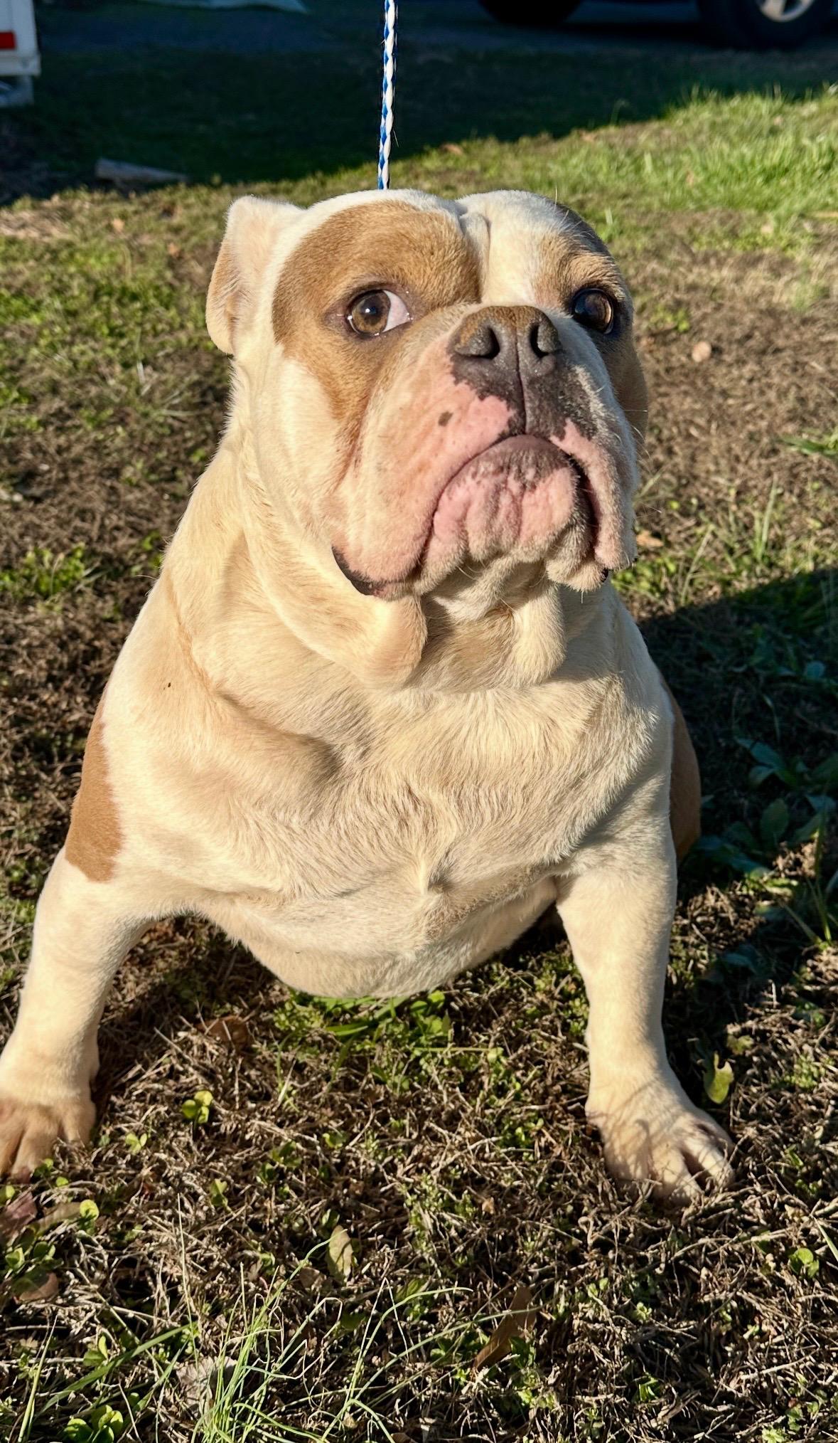 Spot and Spike, a Adoptable English Bulldog in Jacksonville, AL image 6/6