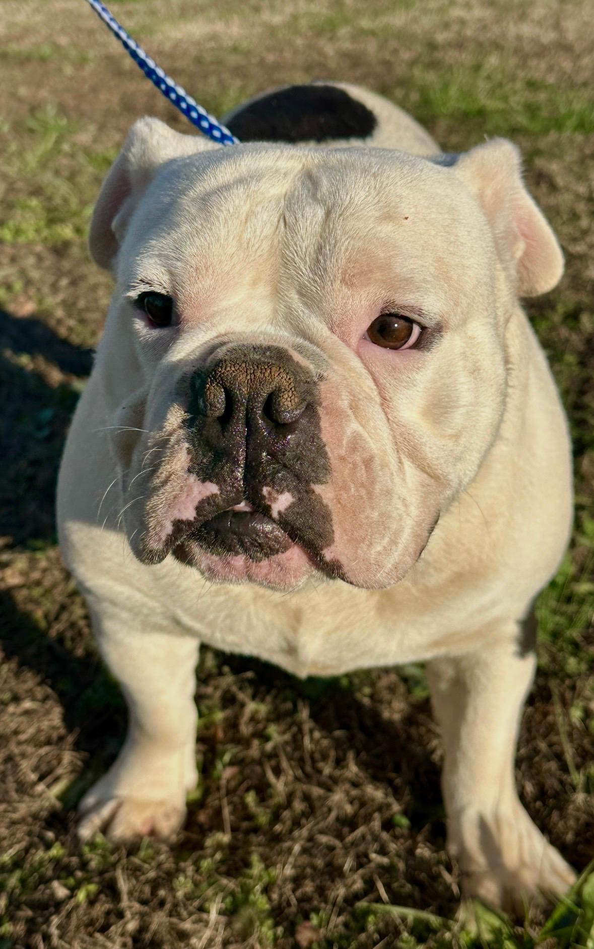 Spot and Spike, a Adoptable English Bulldog in Jacksonville, AL image 4/6