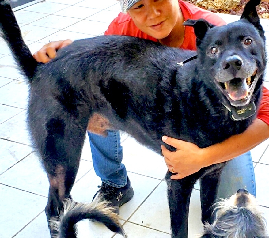 Jasper, Adoptable, Adult Male Labrador Retriever & Shepherd.