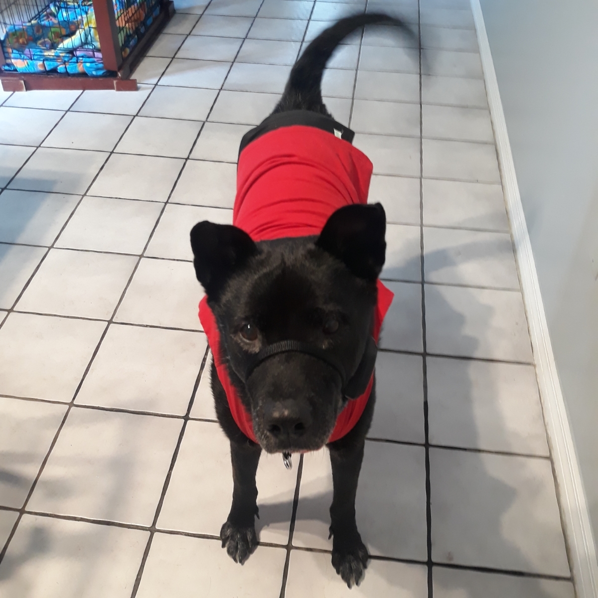 Jasper, a Adoptable mixed breed in Homestead, FL image 2/10