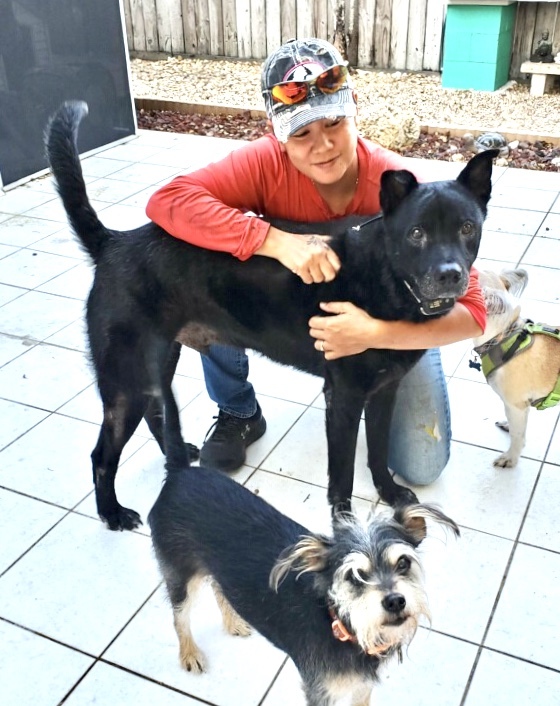 Jasper, a Adoptable mixed breed in Homestead, FL image 3/10