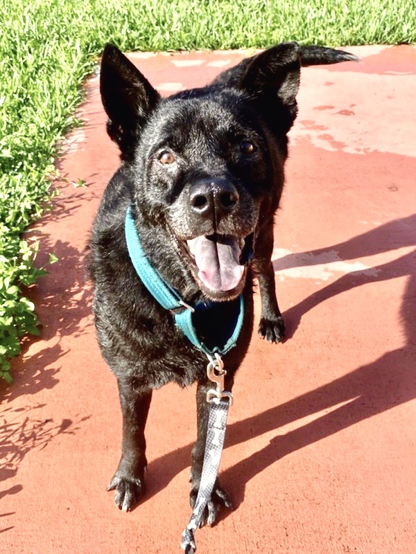 Jasper, a Adoptable mixed breed in Homestead, FL image 5/10