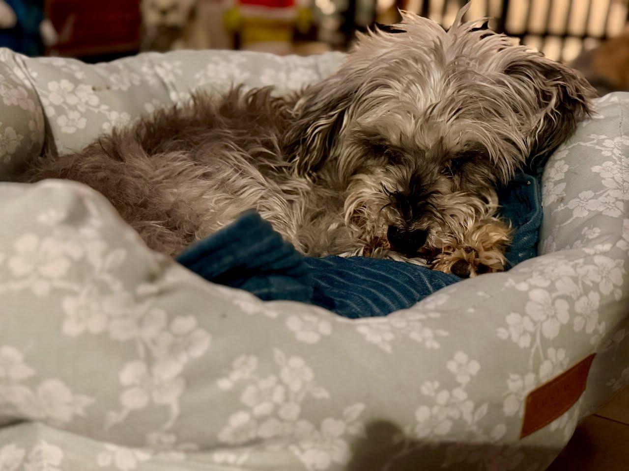 Enlarge Gretel, a Adoptable Miniature Schnauzer in Knoxville, TN image 3/3