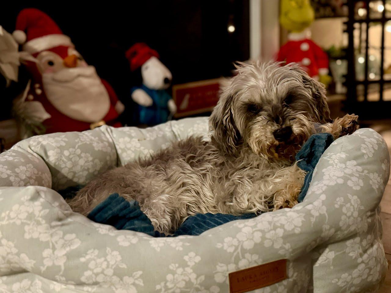 Enlarge Gretel, a Adoptable Miniature Schnauzer in Knoxville, TN image 1/3