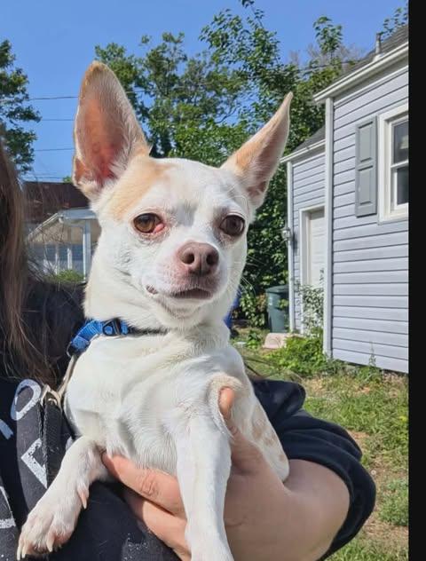 Curly Fries, Adoptable, Adult Male Chihuahua.
