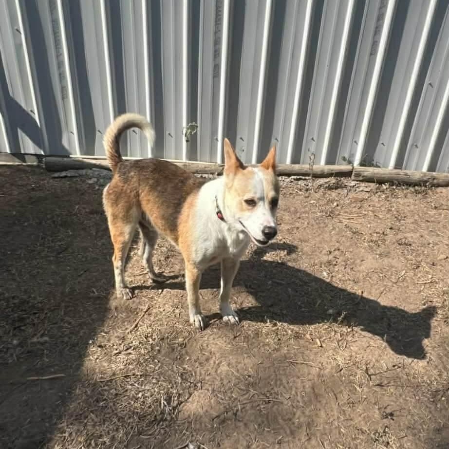 Enlarge Luigi, an adoptable Carolina Dog in Woodstock, ON image 3/3